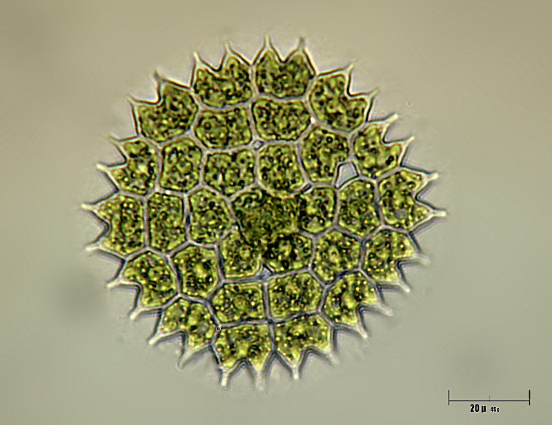 Pediastrum boryanum
