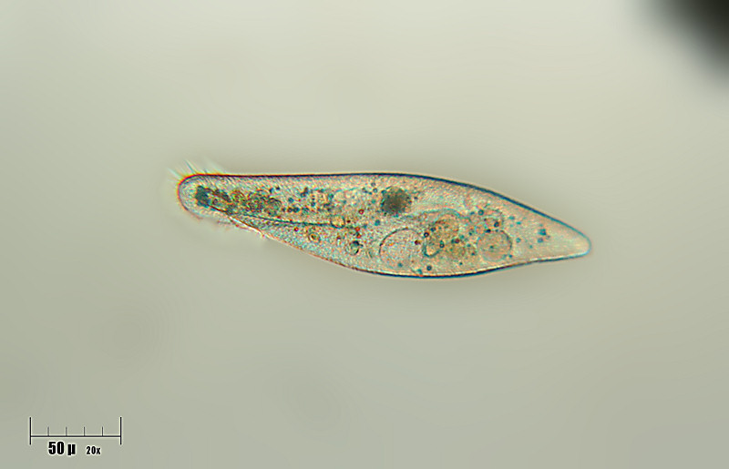 Paramecium caudatum