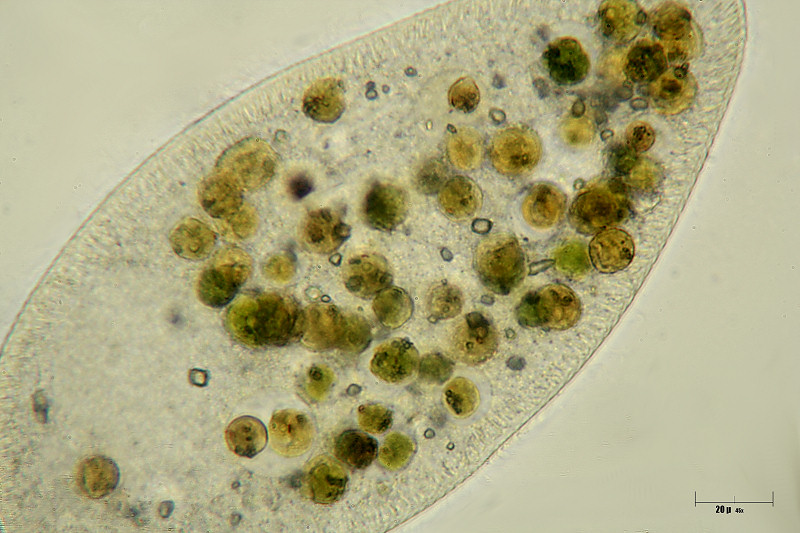 Paramecium brusaria ??