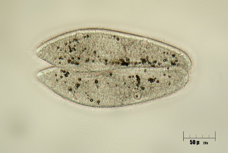 Paramecium caudatum in divisione