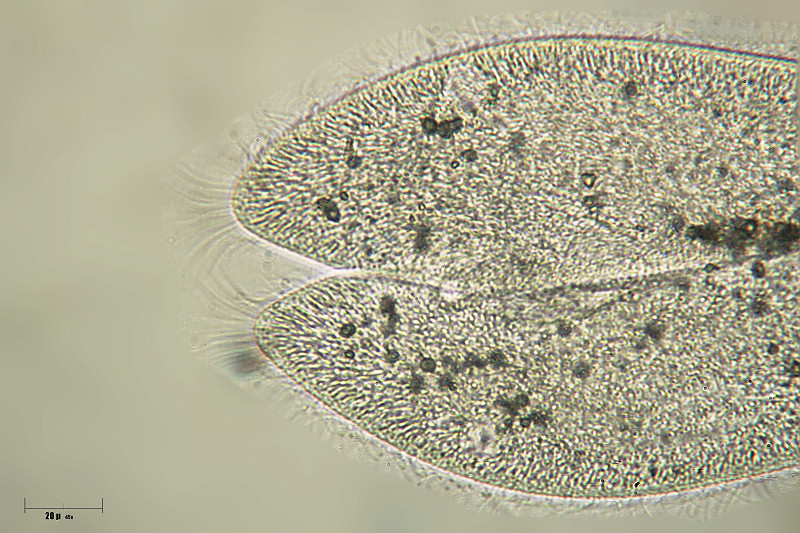 Paramecium caudatum in divisione