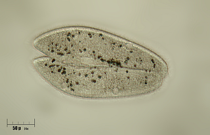 Paramecium caudatum in divisione