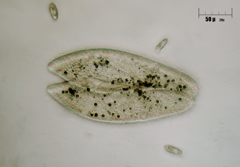 Paramecium caudatum in divisione