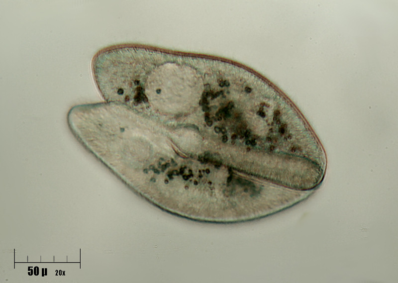 Paramecium caudatum in coniugazione