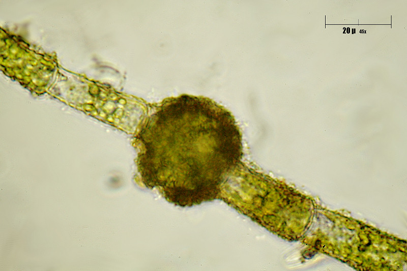 Oedogonium sp.  - qualche domanda