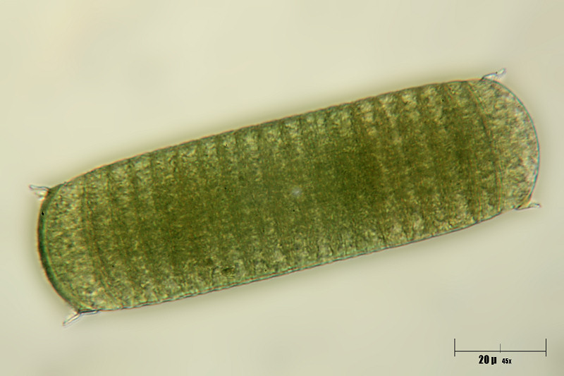 Oscillatoria sp. - ormigoni