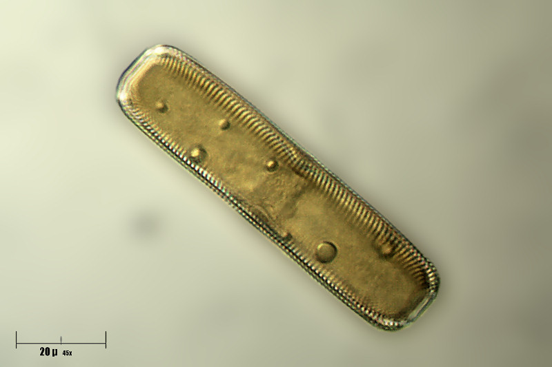 Pinnularia sp. - l''ho trovata anch''io