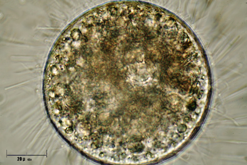 Che cosa � ?  Un''ameba ?