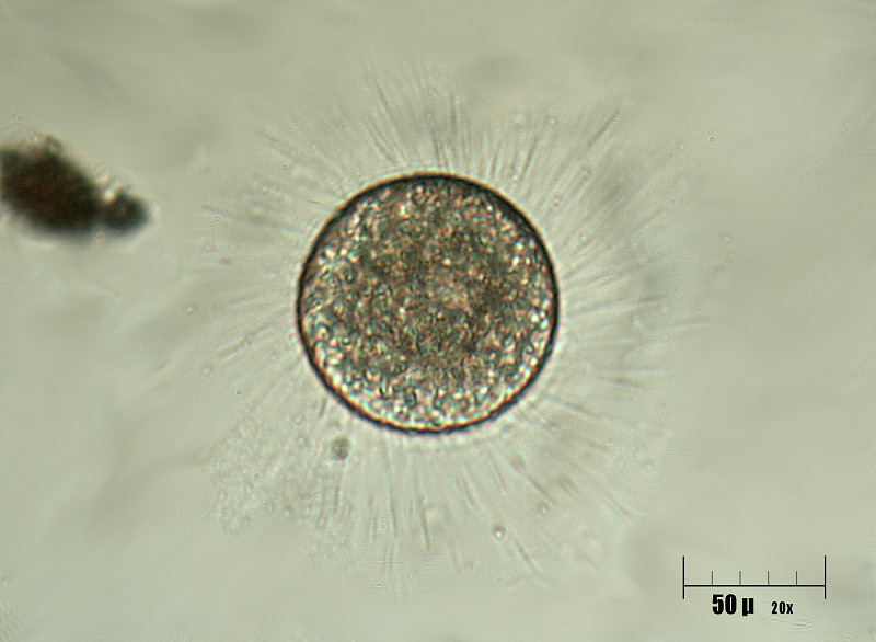 Che cosa � ?  Un''ameba ?