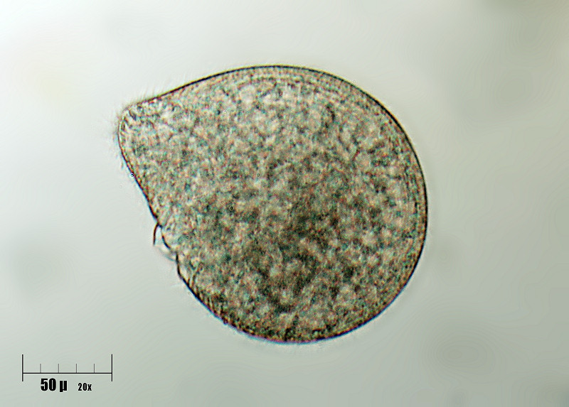 grosso ciliato da identificare