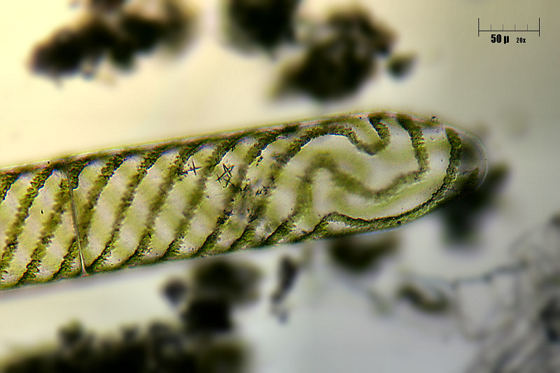 apice di Spirogyra sp.