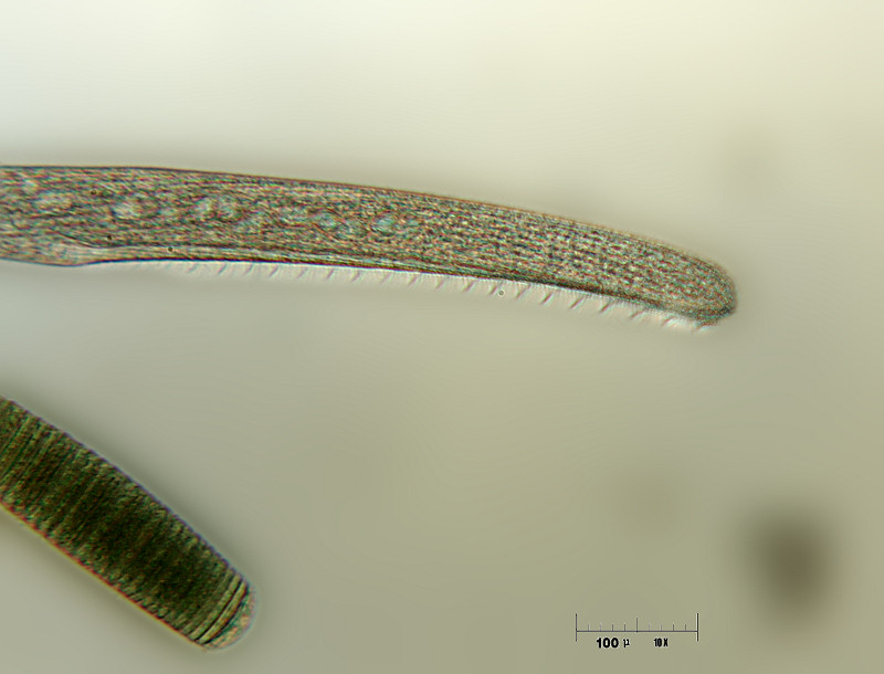 Spirostomum ambiguum