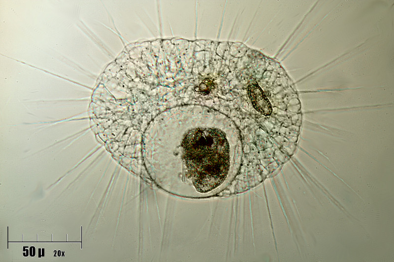 pranzo di un helizoo - Actinophrys sol