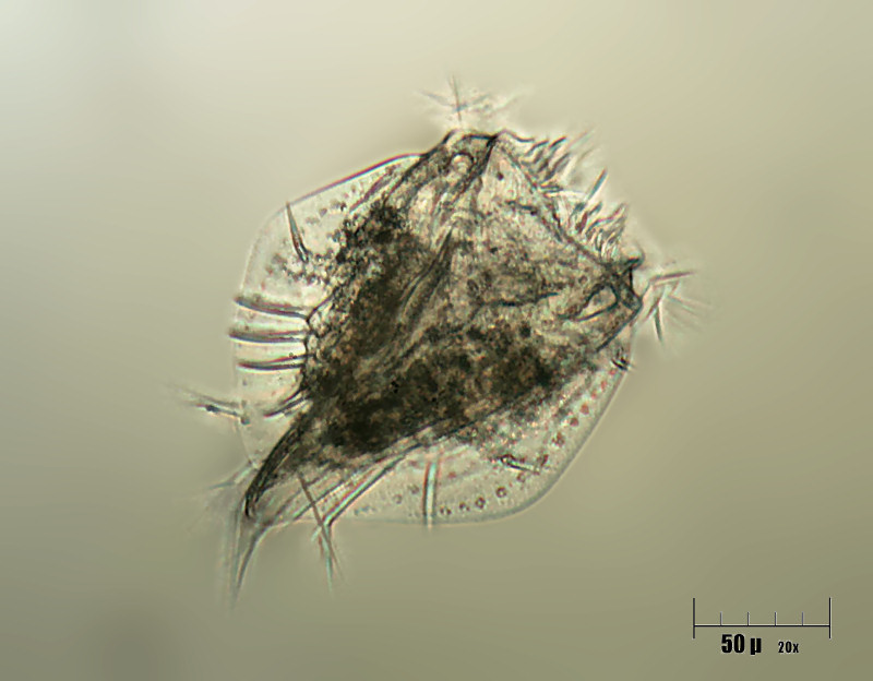 due Euplotes carinatus in coniugazione