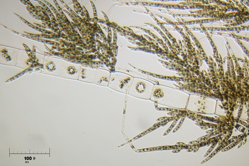 Draparnaldia sp.