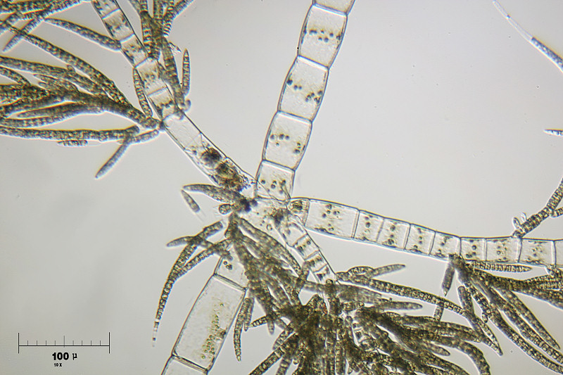 Draparnaldia sp.