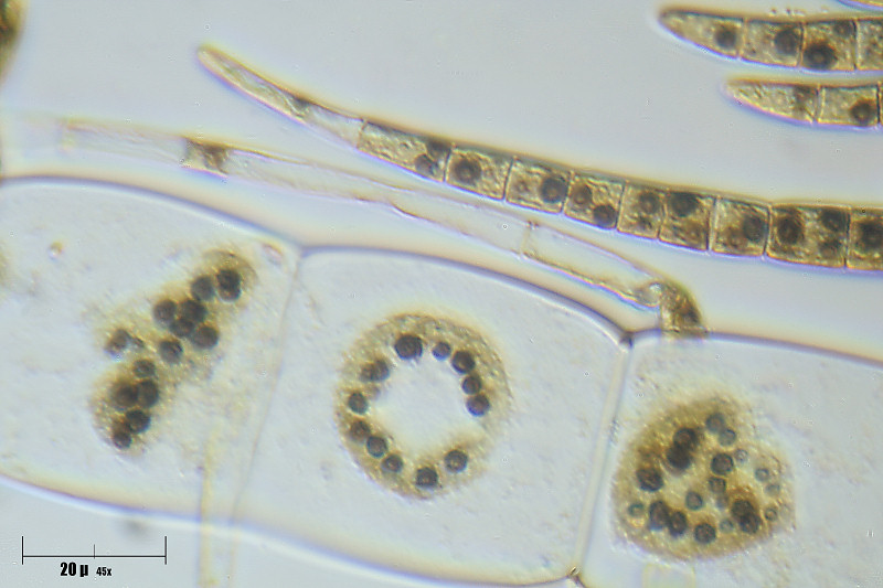 Draparnaldia sp.