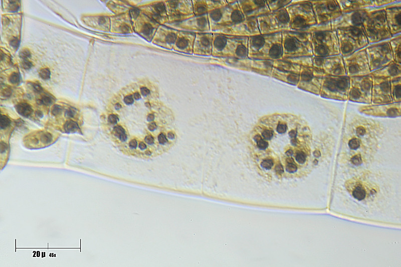 Draparnaldia sp.