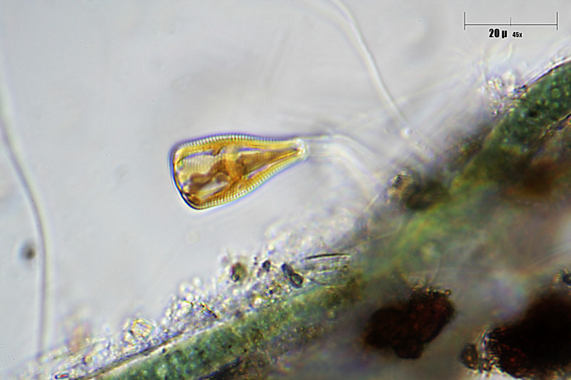 Gomphonema sp.