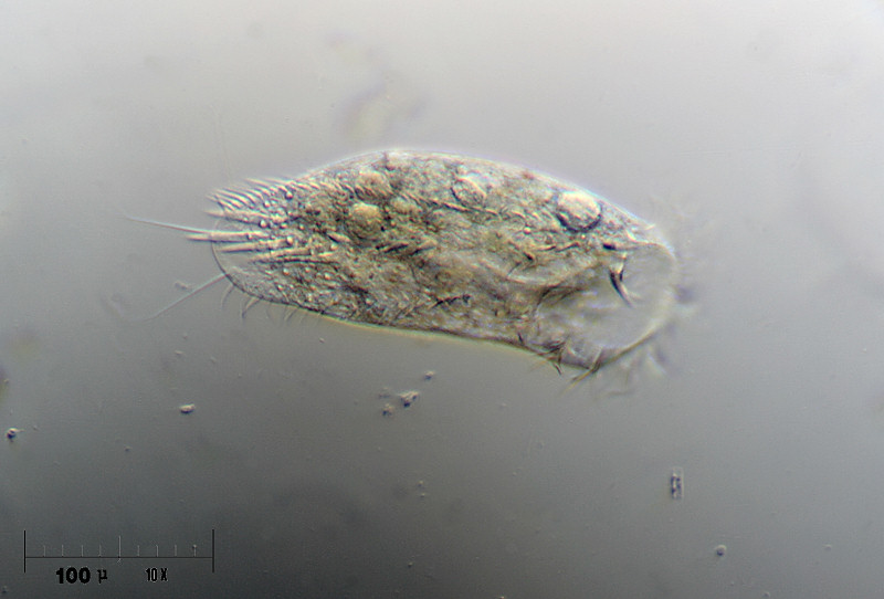 Stylonchia sp.