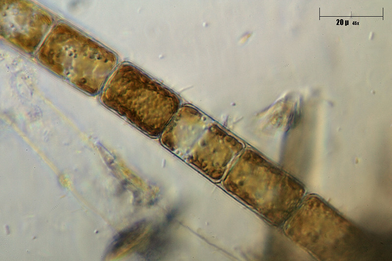 Melosira varians