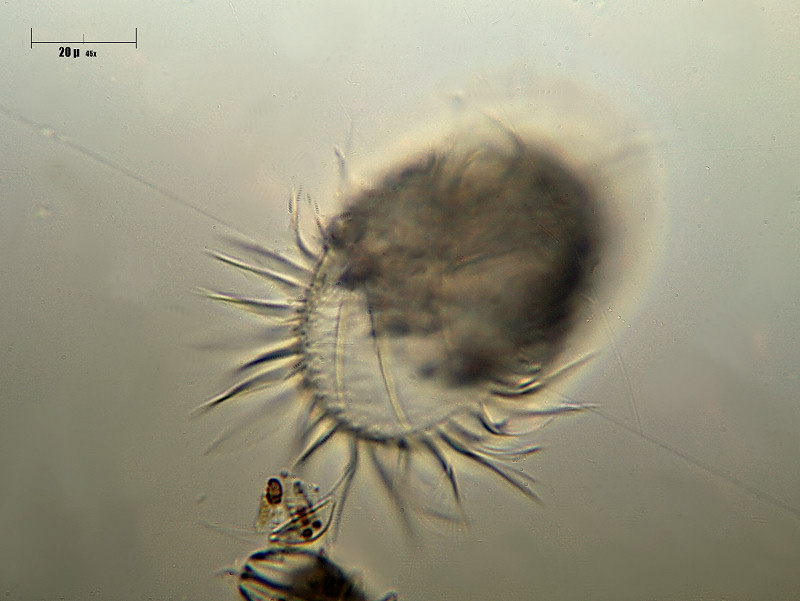 Ciliato,    mi aiutate ad identificarlo ?