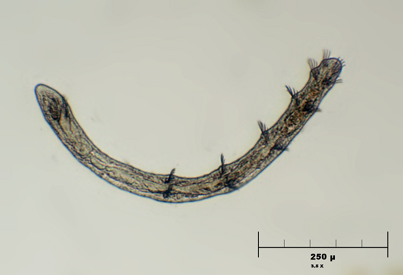 verme peloso - Aelosoma sp. ??