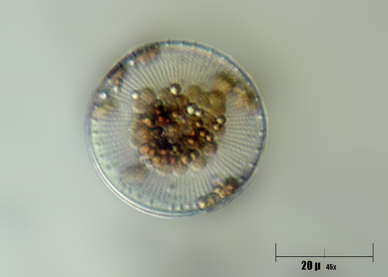 Stephanodiscus sp.