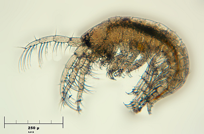 microcrostacei marini