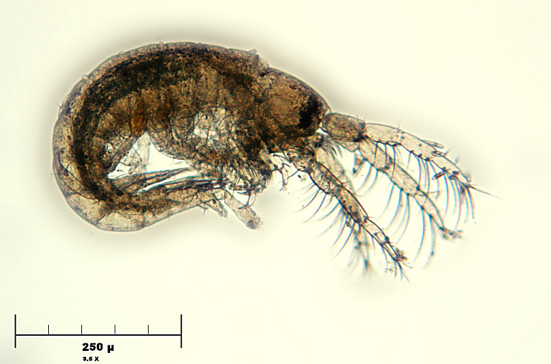 microcrostacei marini