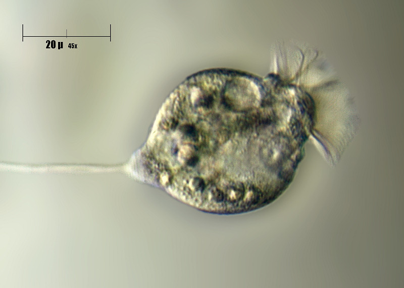 Vorticella panciuta da identificare