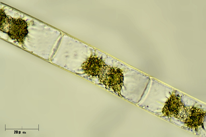 Zygnema sp.