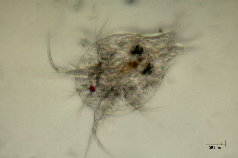 altro nauplius