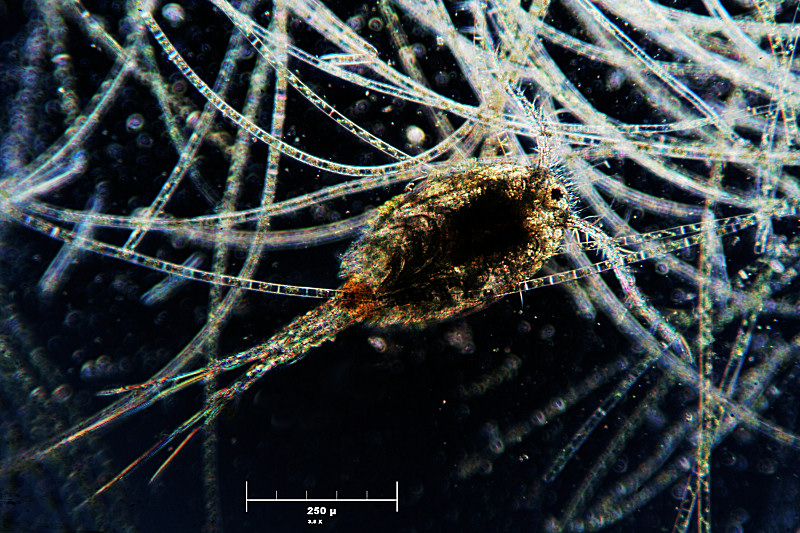 altro Copepode  in C.O.