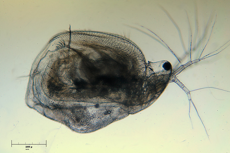 Simocephalus sp.