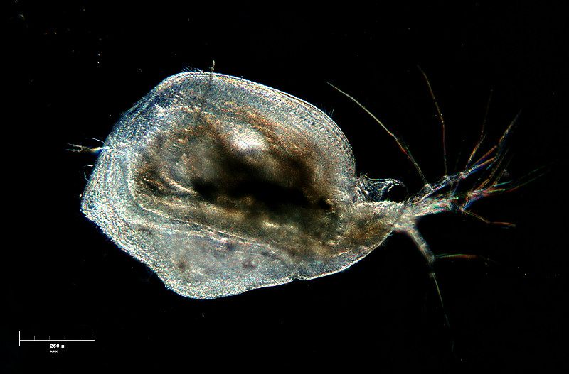 Simocephalus sp.