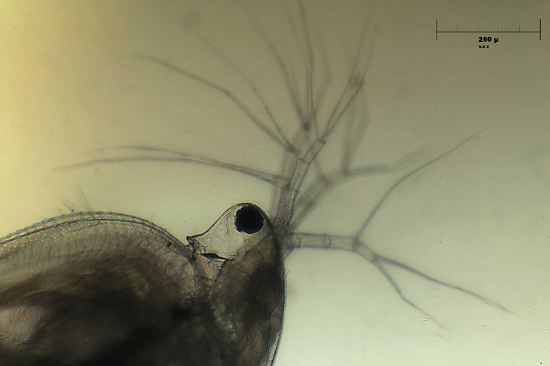 Simocephalus sp.