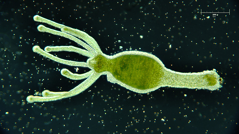 Hydra viridis