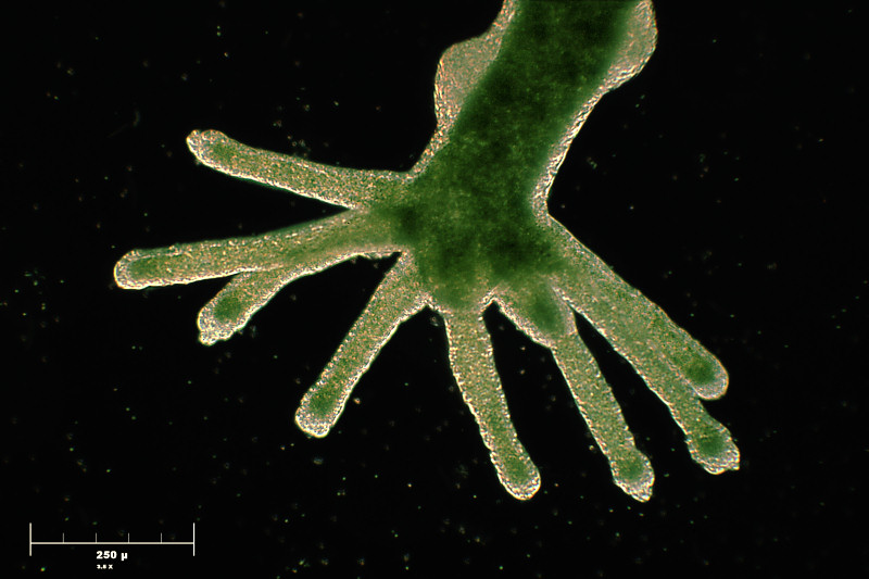 Hydra viridis