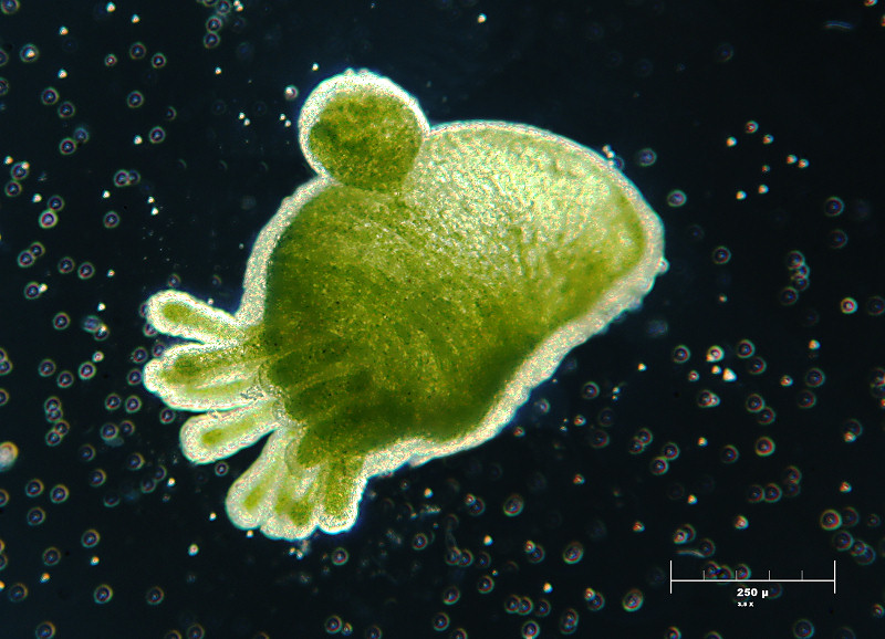 Hydra viridis con figlio