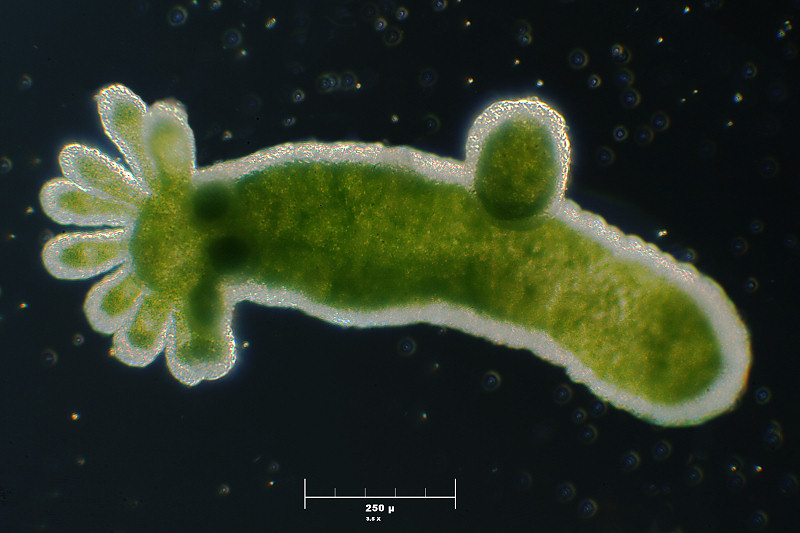 Hydra viridis con figlio