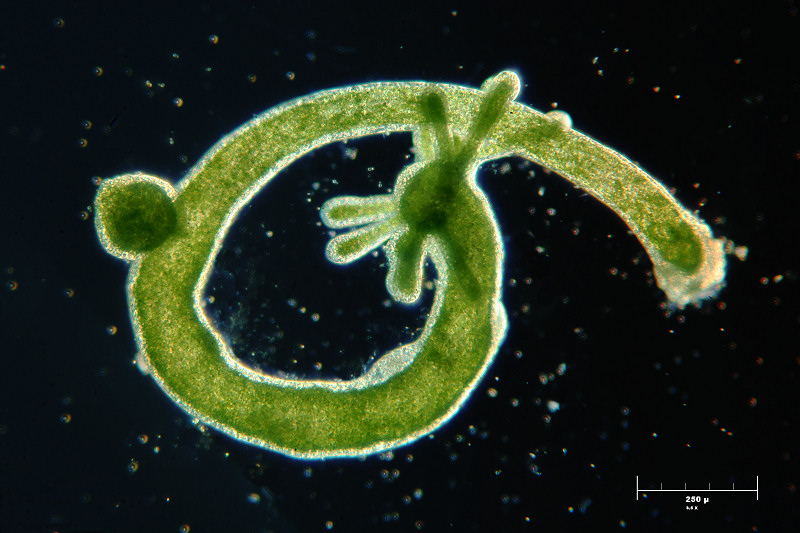 Hydra viridis con figlio