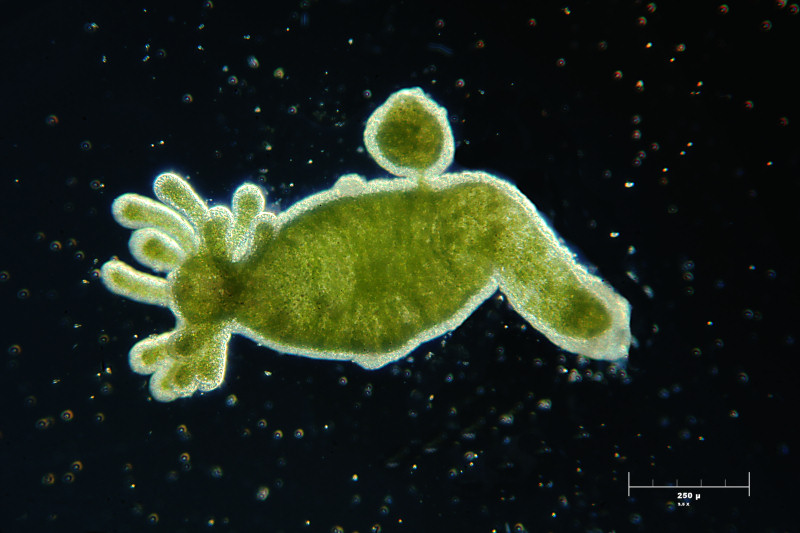 Hydra viridis con figlio