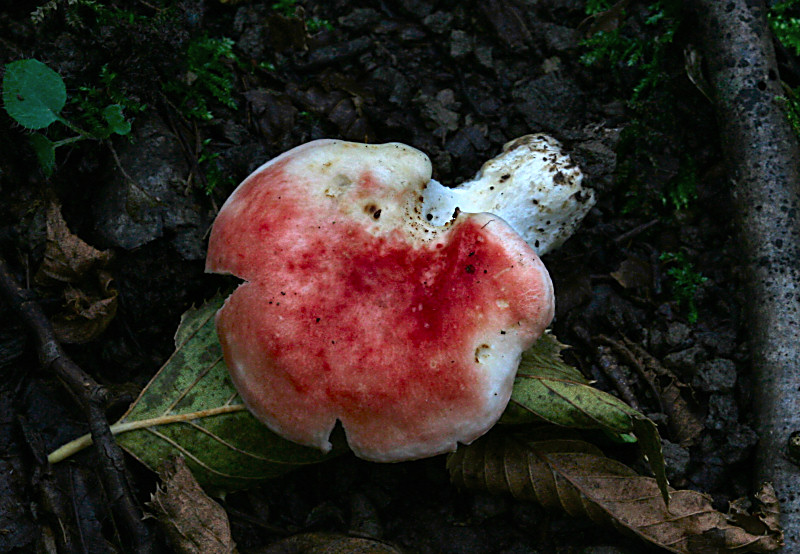 russula emetica ?