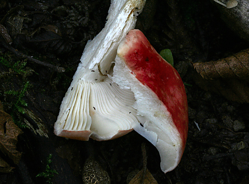 russula emetica ?