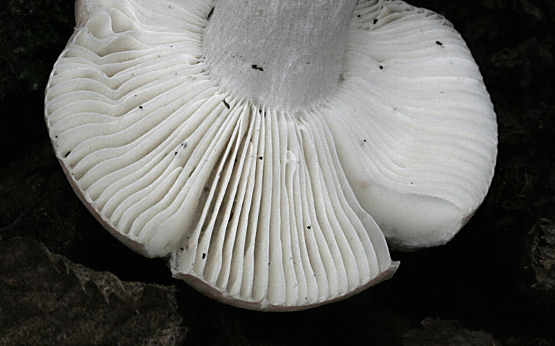 russula emetica ?