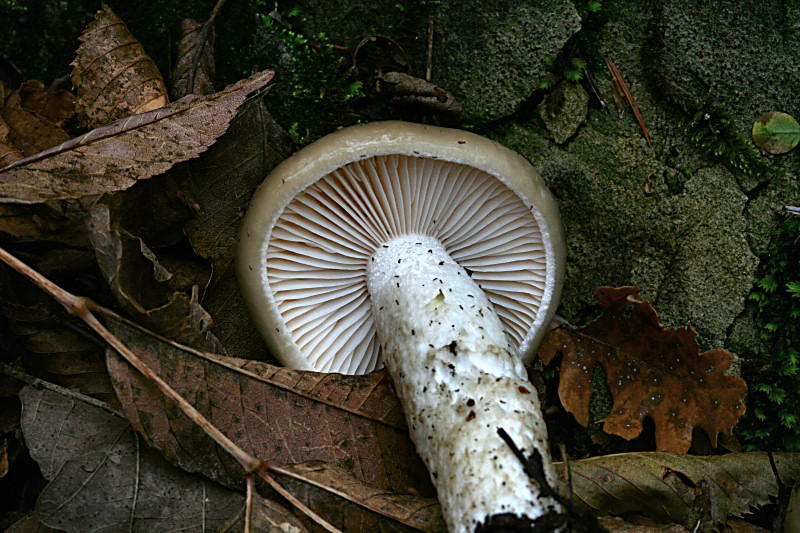 Hygrophurus latitabundus