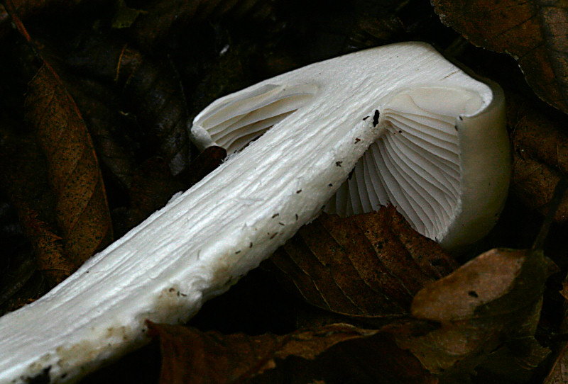 Hygrophurus latitabundus