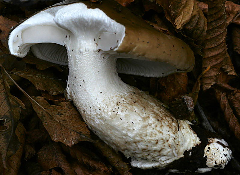 Hygrophurus latitabundus