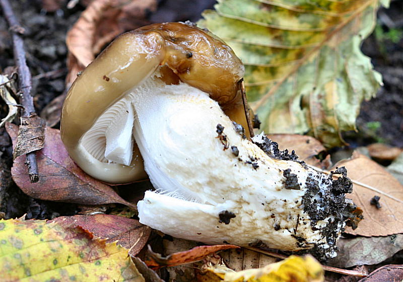 Hygrophurus latitabundus